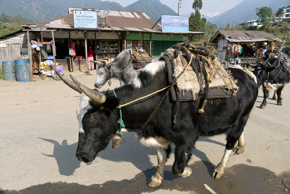 Yuksom, West Sikkim